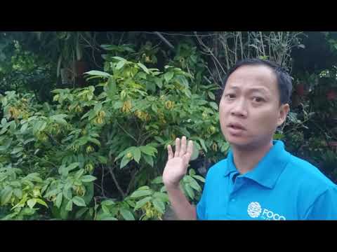 Video Lý Do Chọn Cây Hoa Dẻ để chơi - youtube