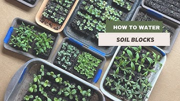 How to Water Soil Blocks