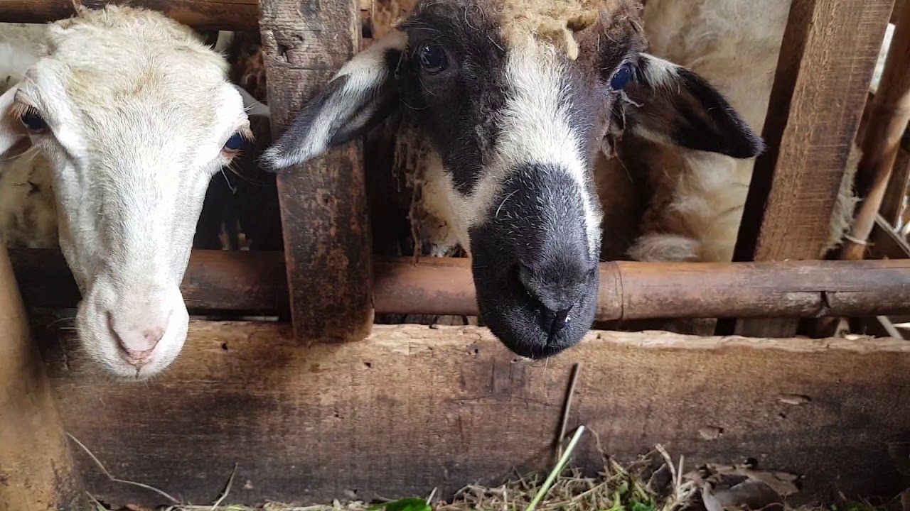 Ternak Domba Campuran 