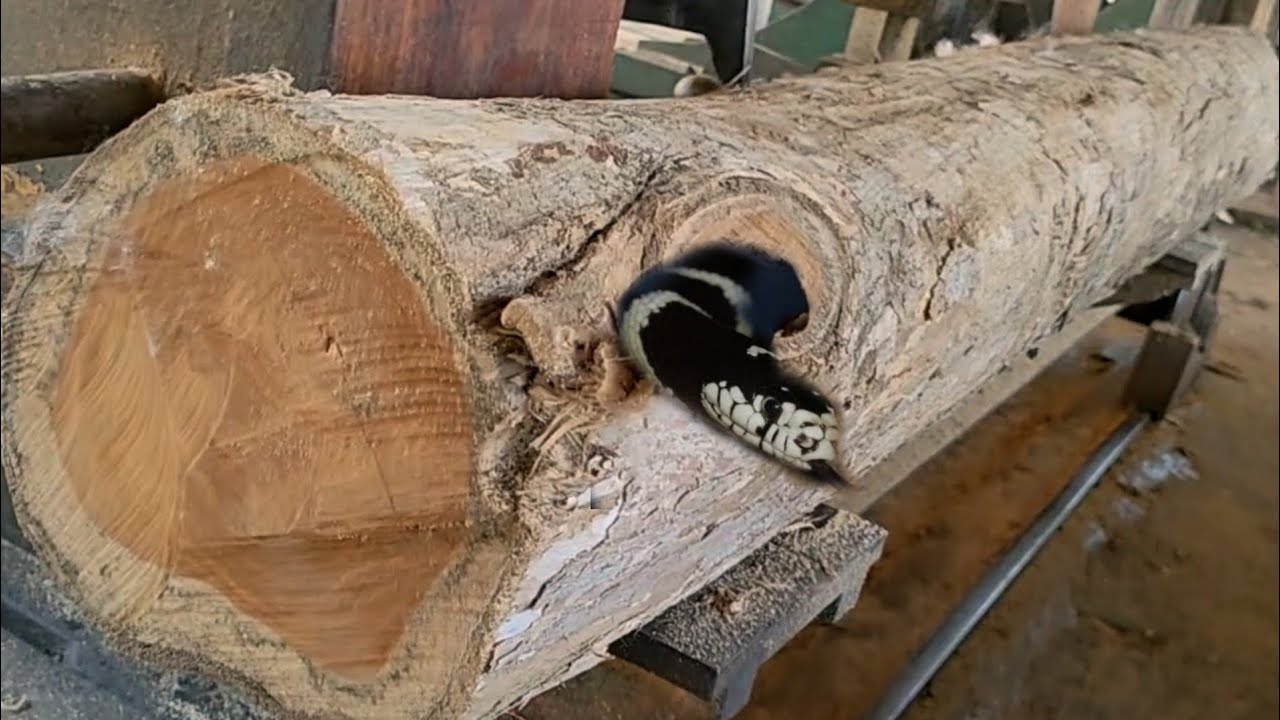 teak wood sawing process at sawmill #29 - YouTube