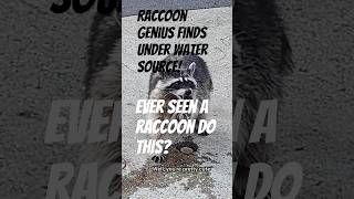 Raccoon Genius Finds Hidden Underground Water Source! 🦝💦