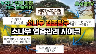 [유수형TV소나무 연중 관리사이클:순따기순집기(적심전정)순솎기(순고르기)묶은잎뽑기(고엽제거)정형작업] Plus 내년 분재전시회에 소나무를 출품할 분들은 꼭 시청해야 할 영상