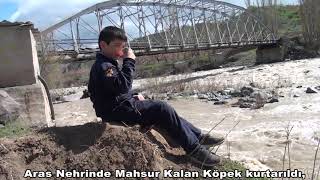 Aras Nehrinde Mahsur Kalan Köpek,