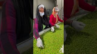 π³ Indiaβs Largest Green Peas Processing Plantπ±