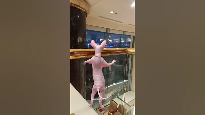 Video 8132621: sphynx catlover cute pets, sphynx cat cute pets, sphynx pets cat funny, catlover cute sphynx explore, sphynx cute catlover dance, sphynx cute catlover animals, sphynx cat enjoying, beautiful sphynx cat