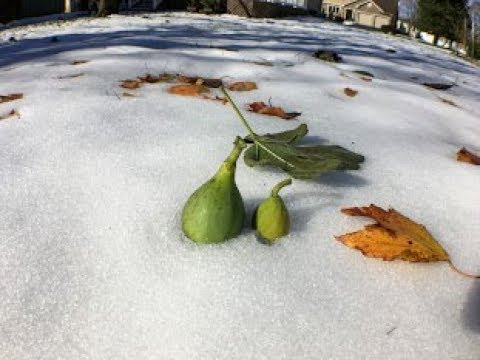 Video: Fig Cold Hardy Terbaik - Maklumat Mengenai Memilih Pokok Ara Cold Hardy