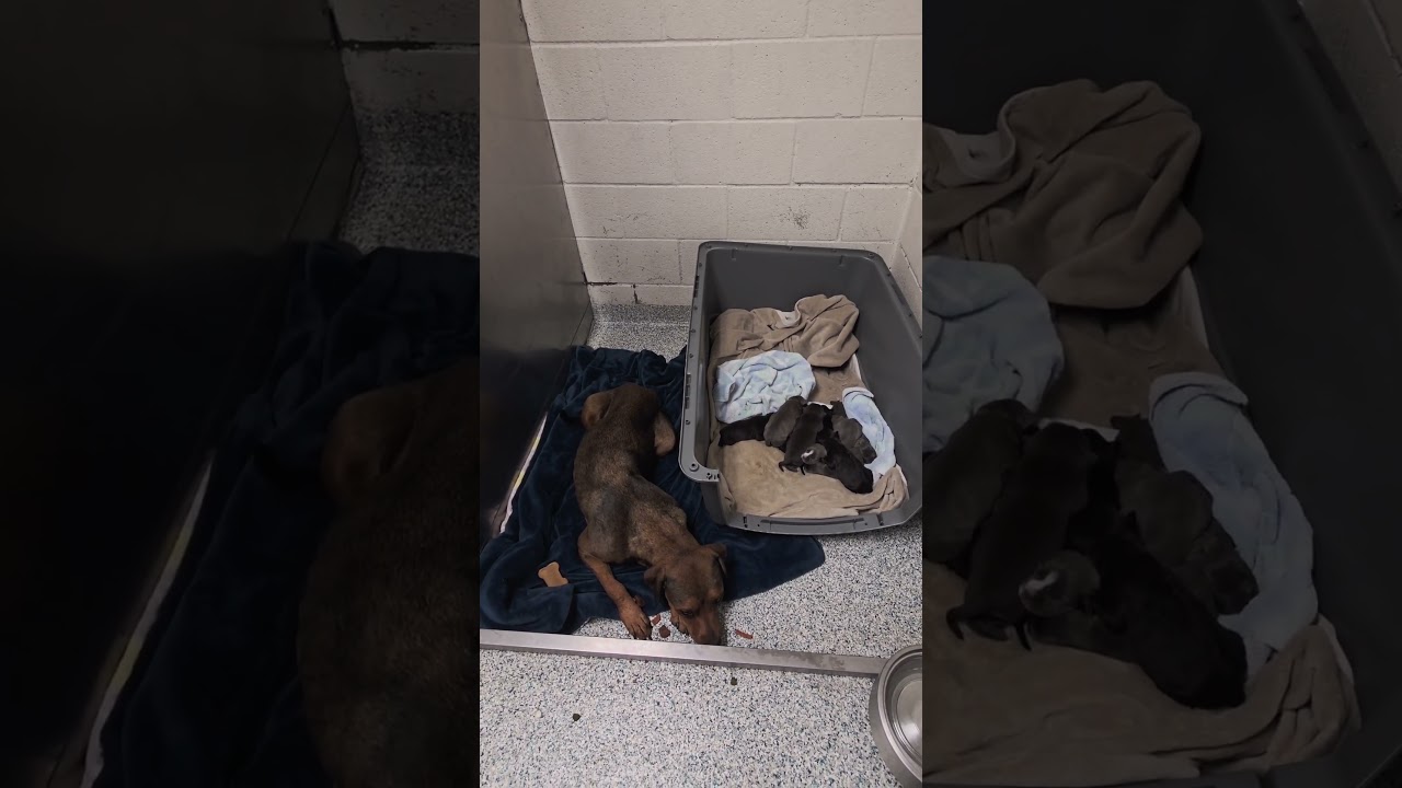 URGENT Partner Alert Plum A748862 & 10 Puppies Need Immediate Rescue Or Foster