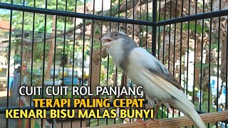 Kenari Gacor Panjang Cuit Cuit Emosi Pancingan Kenari Paud Belajar Bunyi Terapi Ampuh Kenari Macet