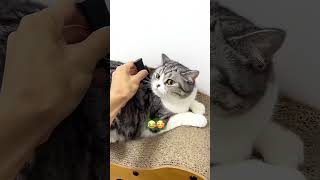 Part 16  #funny #cat#BehindTheScenes