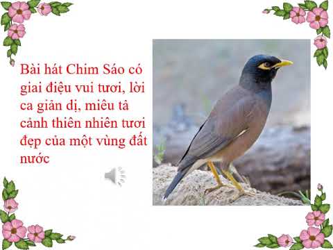 Âm nhạc: Học hát: Chim sáo (P2)