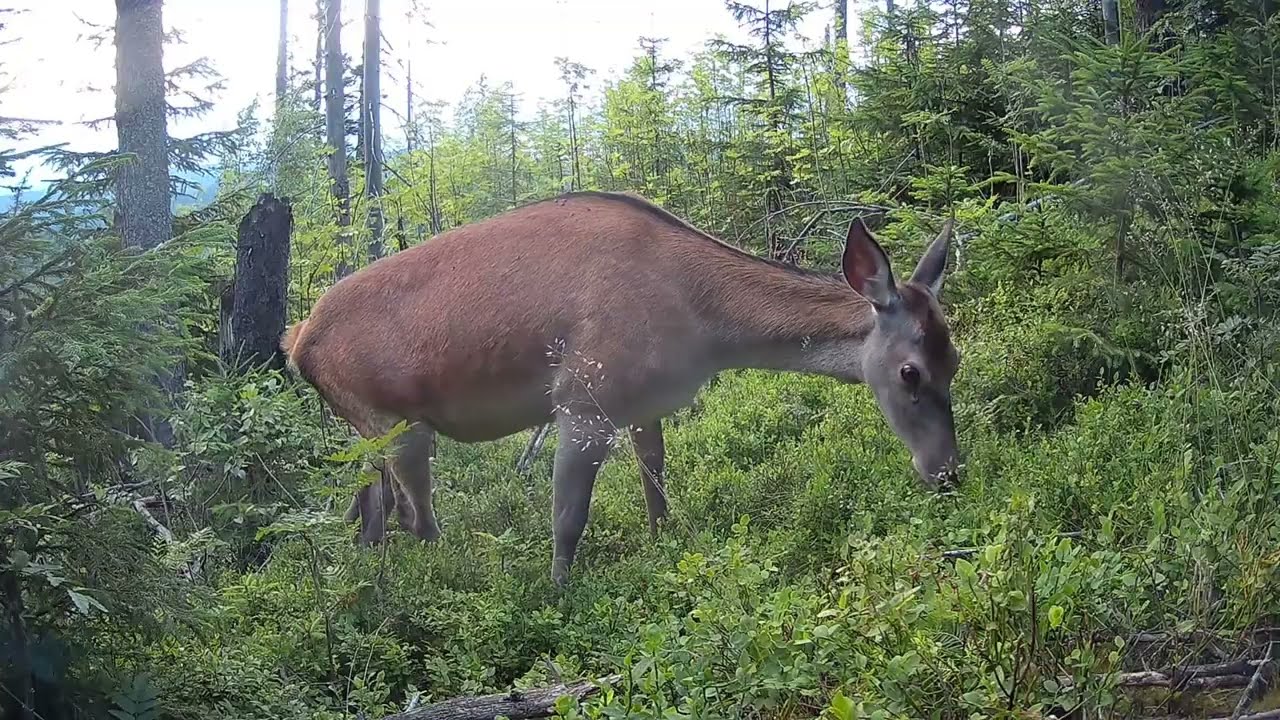 Slovenský raj - dokument rok v národnom parku Slovenský raj