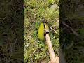 Young Jackfruit Test #cuttingskills