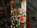 wow. baby han chicken #shorts#video