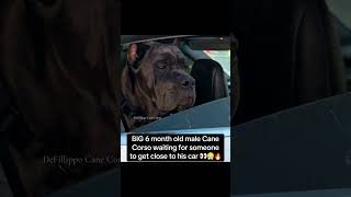 BIG 6 month old male Cane Corso waiting for someone to get close to h...