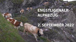 EngstligenAlp Alpabzug - Adelboden