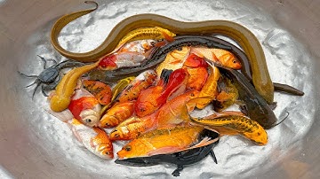 Kem Chanel lái công nông bắt cá chép, cá vàng, cá bình tích, cá bơn, cá trê, con lươn thả bể bơi mới