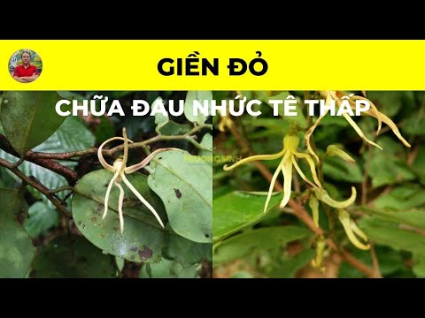 Video Dền Đỏ có tác dụng chữa trị bệnh gì? | Chữa Đau Nhức... - youtube
