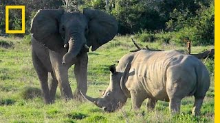 Face-off: Playful Elephant vs. Tense Rhino | National Geographic