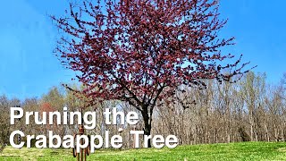 Pruning the Crabapple Tree