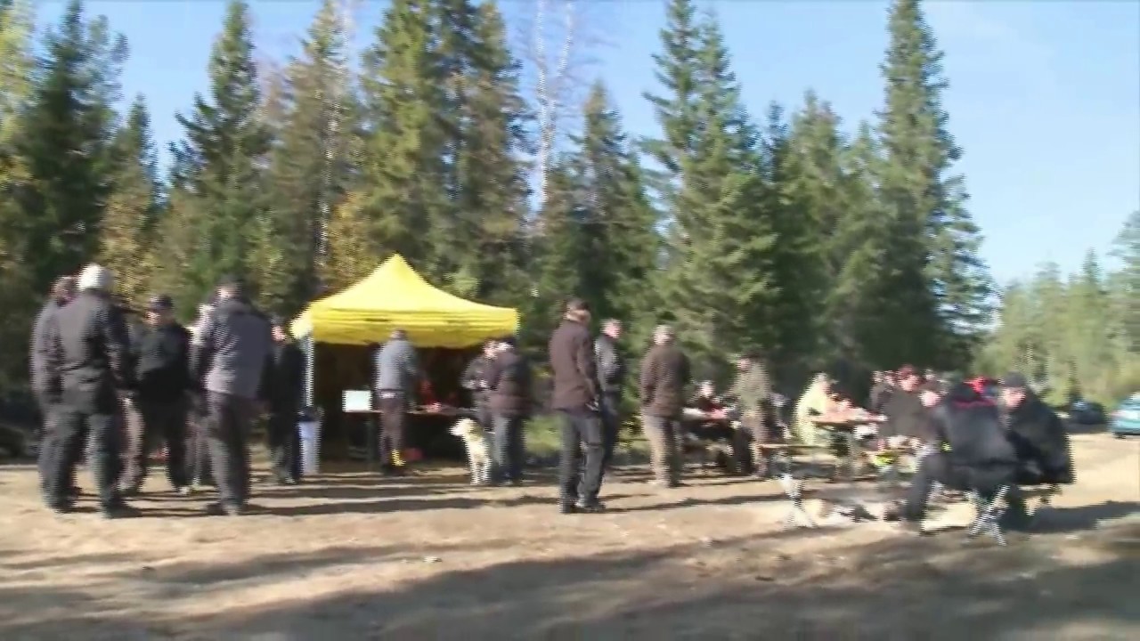 Eco Log demo activity at Gruvberget Sweden 2009 Harvesters Forestry machine cut to lengt logging
