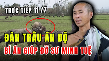 Chấn Động! Thầy Thích Minh Tuệ kể lại đàn trâu cứu đoàn bộ hành khi bị lạc đường tại Ấn Độ