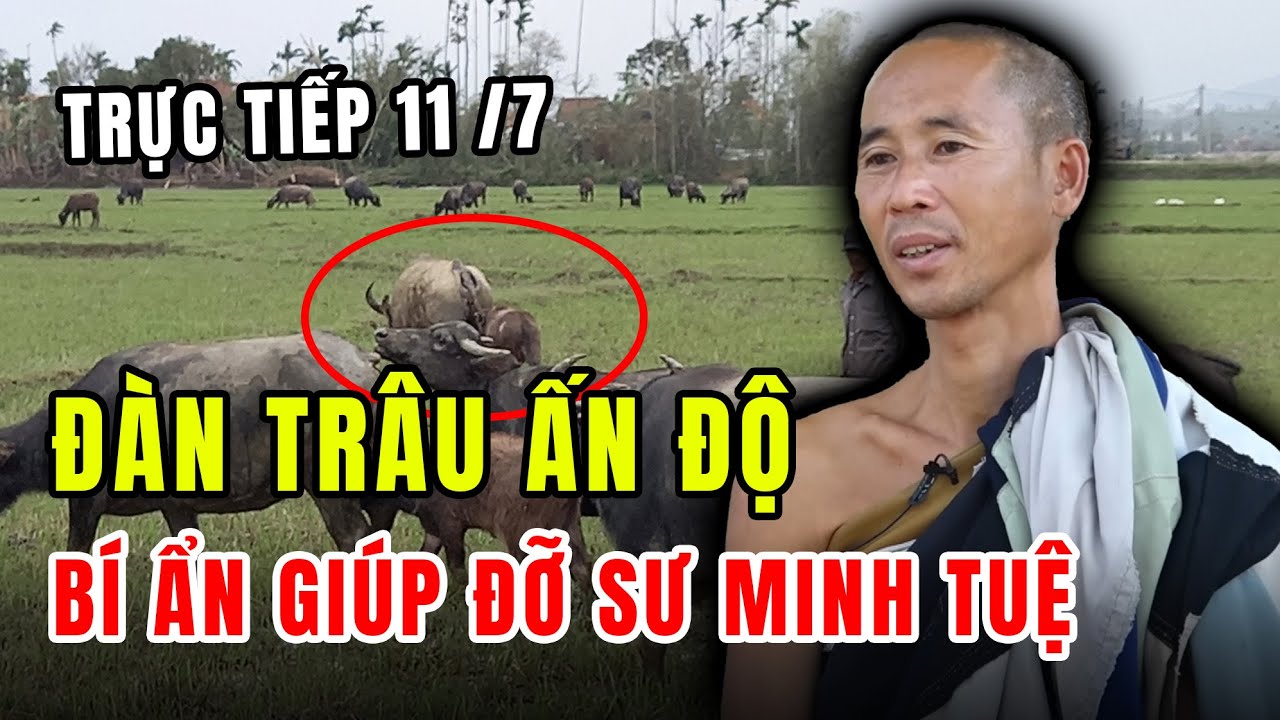 Chấn Động! Thầy Thích Minh Tuệ kể lại đàn trâu cứu đoàn bộ hành khi bị lạc đường tại Ấn Độ