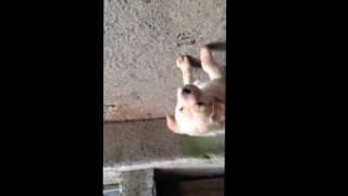 仔犬 生後49日 北海道犬とブリタニースパニエルのミックス犬 20131229 ②