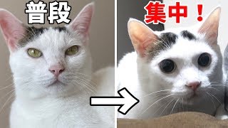黒目が大きくなりすぎて別の猫みたいになるチロくんｗ