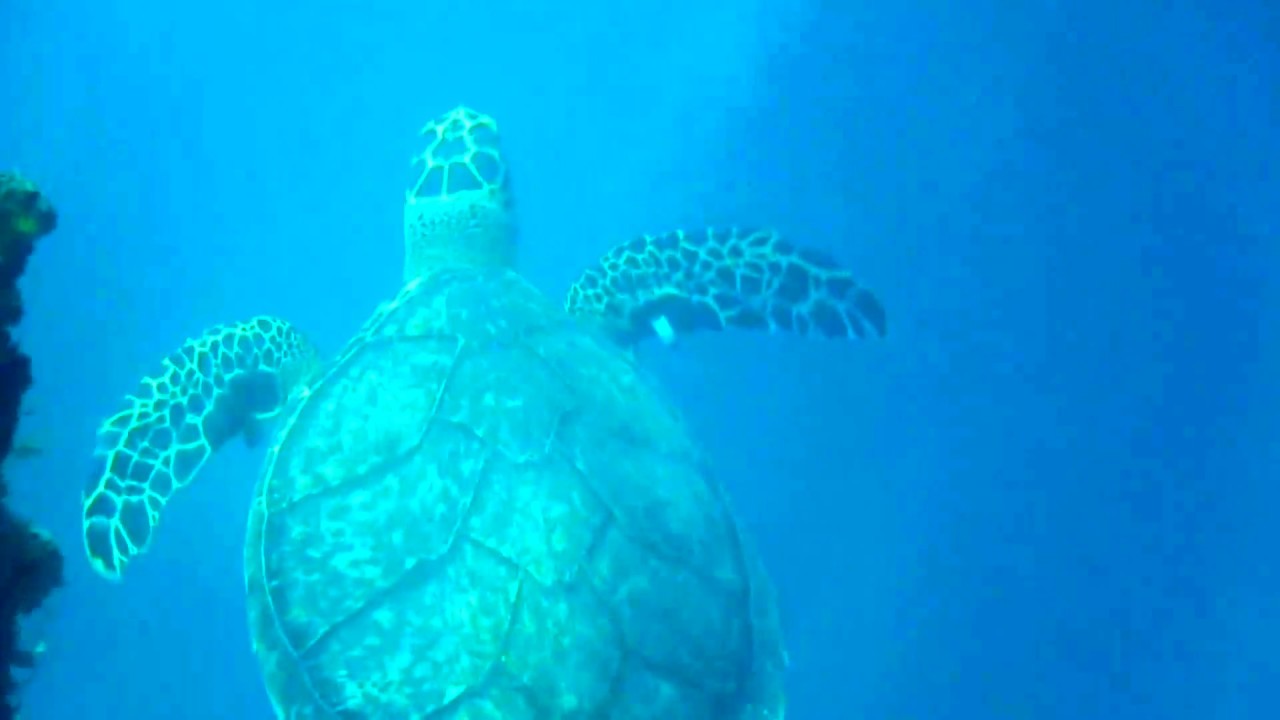 Turtles Under Mosquito Pier (the Rompeolas), Vieques, Puerto Rico