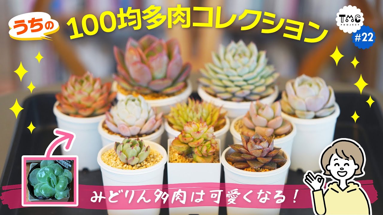 【#22/多肉植物】我が家の100均多肉コレクション紹介します！ 10選＋α