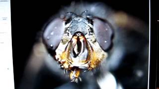 Macrophotography Software Control StackShot compatibility