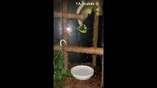 Feeding Green Tree Python with live rat 14/05-24 (live feeding)