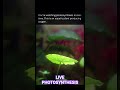 Plant Making Oxygen LIVE 😱 #trending #viral #foryou #duet #shorts