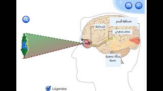 مراحل حدوث الإحساس الواعي : الرؤية