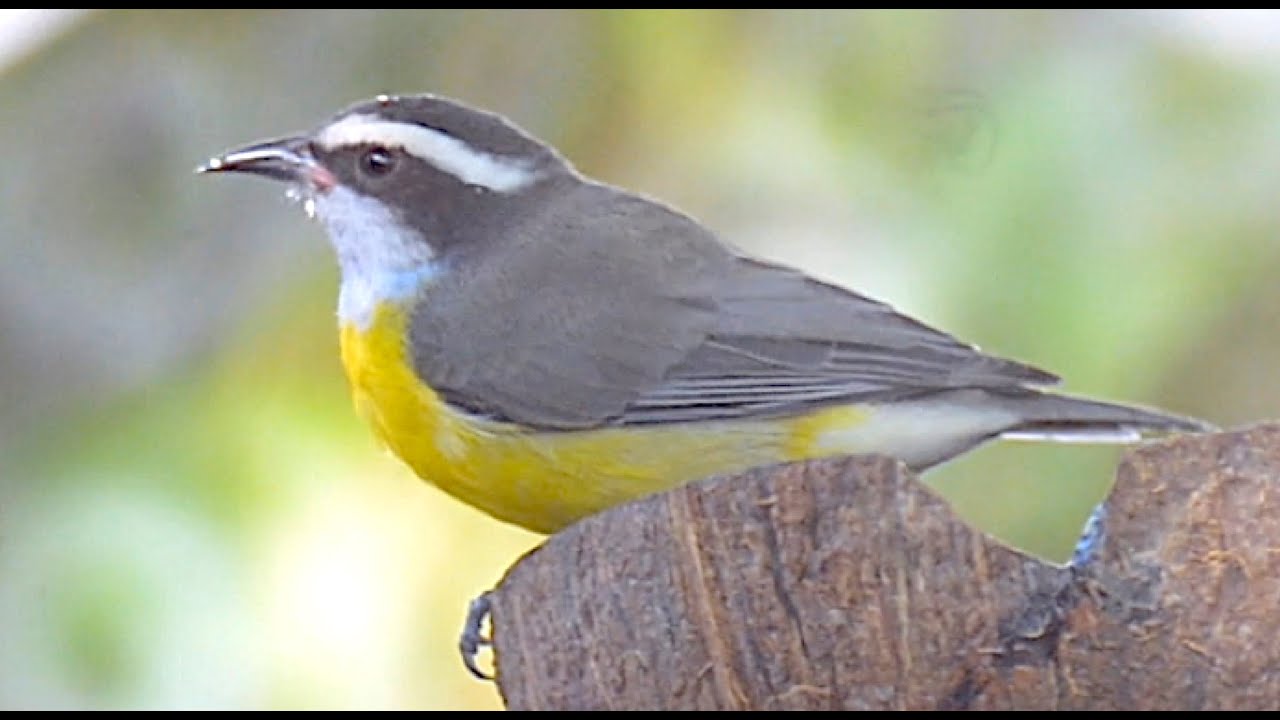 Pássaro Cambacica num banho refrescante. Bananaquit bird in a refreshing bath. Coereba flaveola
