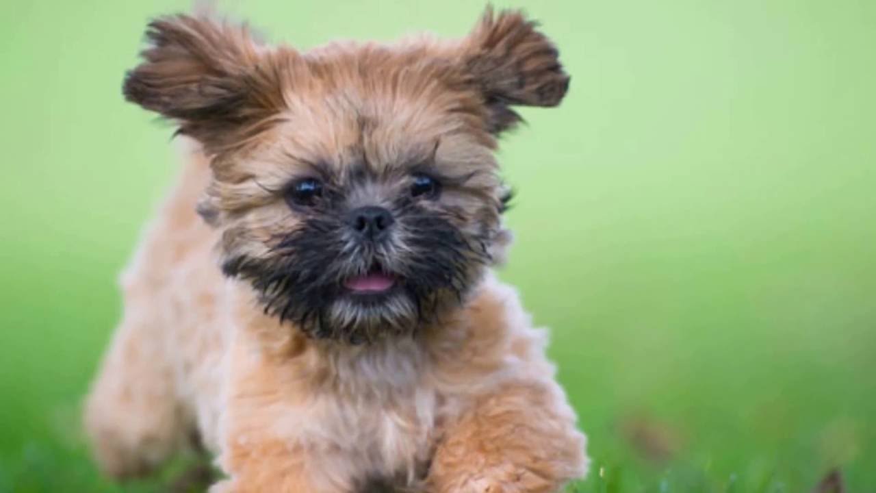 can i feed my dog sweet potato everyday