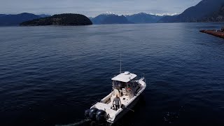 'It's been decimating': B.C. anglers push for chinook salmon fishing in Howe Sound