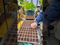 Spring Seed Starting in the Greenhouse