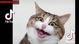 VIRAL! KUCING LUCU MAIN TIK TOK - BAGAIKAN LANGIT