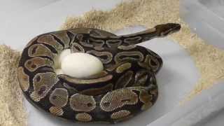 Ball Python Eggs laid - Clutch #2 - Super Pastel & Pewter x Normal