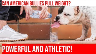 Weight Pulling for American Bullies: Training Tips & Tricks