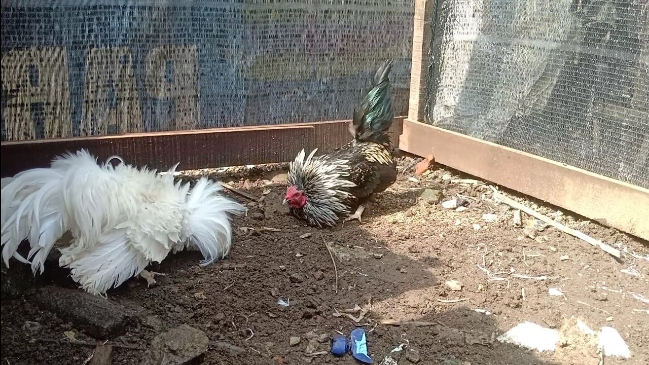 私の2匹のペットの雄鶏は喧嘩したがります #51