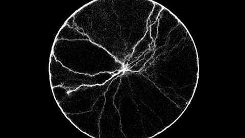 Network of exploratory trails in Argentine ants (long)