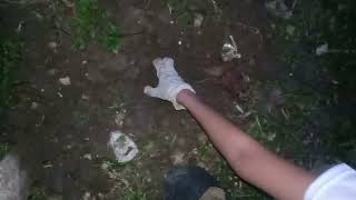 TREE PLANTING (performance task)
