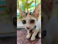 #trending #trendingshorts #shorts #youtubeshorts #catfunnyvideo #catlove