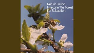 Cricket Insect Sound screenshot 4