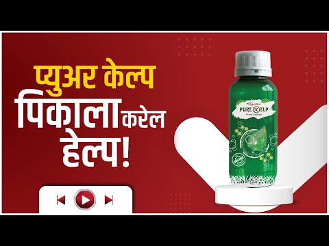प्युअर केल्प चा वादा उत्पादन ज्यादा!  - प्युअर केल्प चा वादा उत्पादन ज्यादा! 