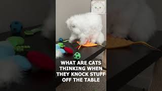 Cat organizes her table of toys #catshorts #GetOrganizedDay #catflick #PetParentsDay #petparenting