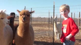 Milo's Visit to Quarry Critters Alpaca Ranch