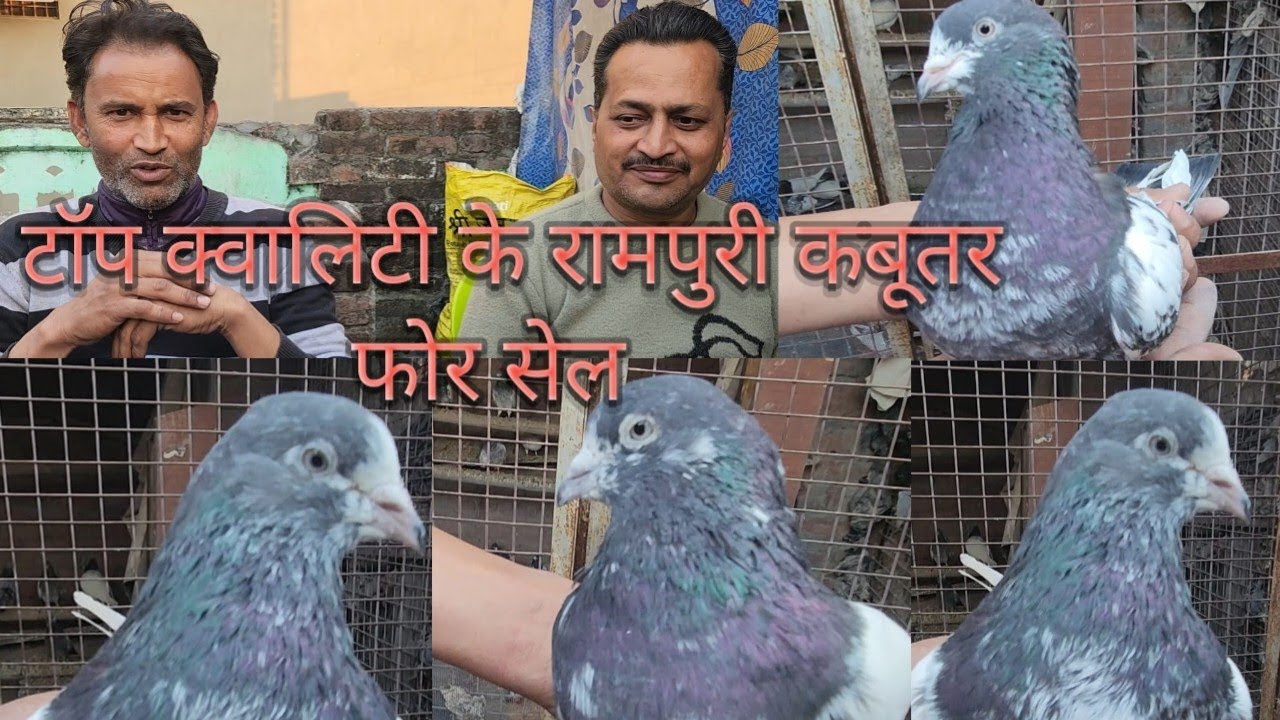 pure Rampuri kabutar for sale रामपुरी कबूतर सेल के लिए